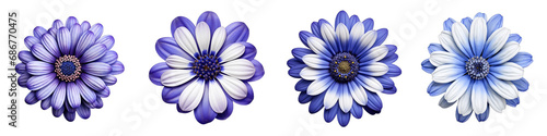 Cineraria flower clipart collection, vector, icons isolated on transparent background