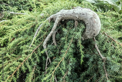 Common juniper. Northern landscapes green background