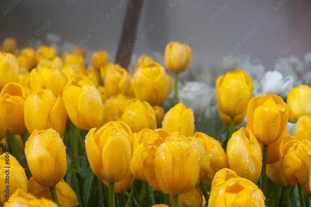 Obraz premium Beautiful yellow tulip flowers in green grass with white tulips in the background.
