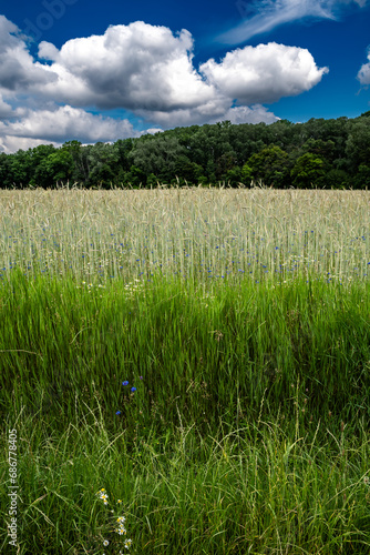 Corn Field With Colorful Flower Meadow With Cornflower And Marguerite And Forest