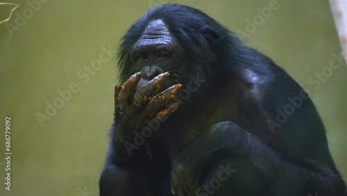 Close up of Bonobo ape eating his own vomit and licking his fingers photo