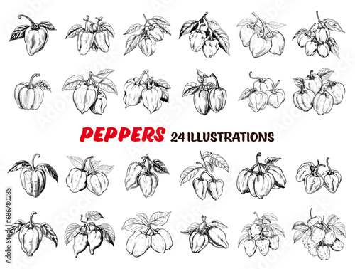 Collection of drawn habanero peppers. Sketch illustration	