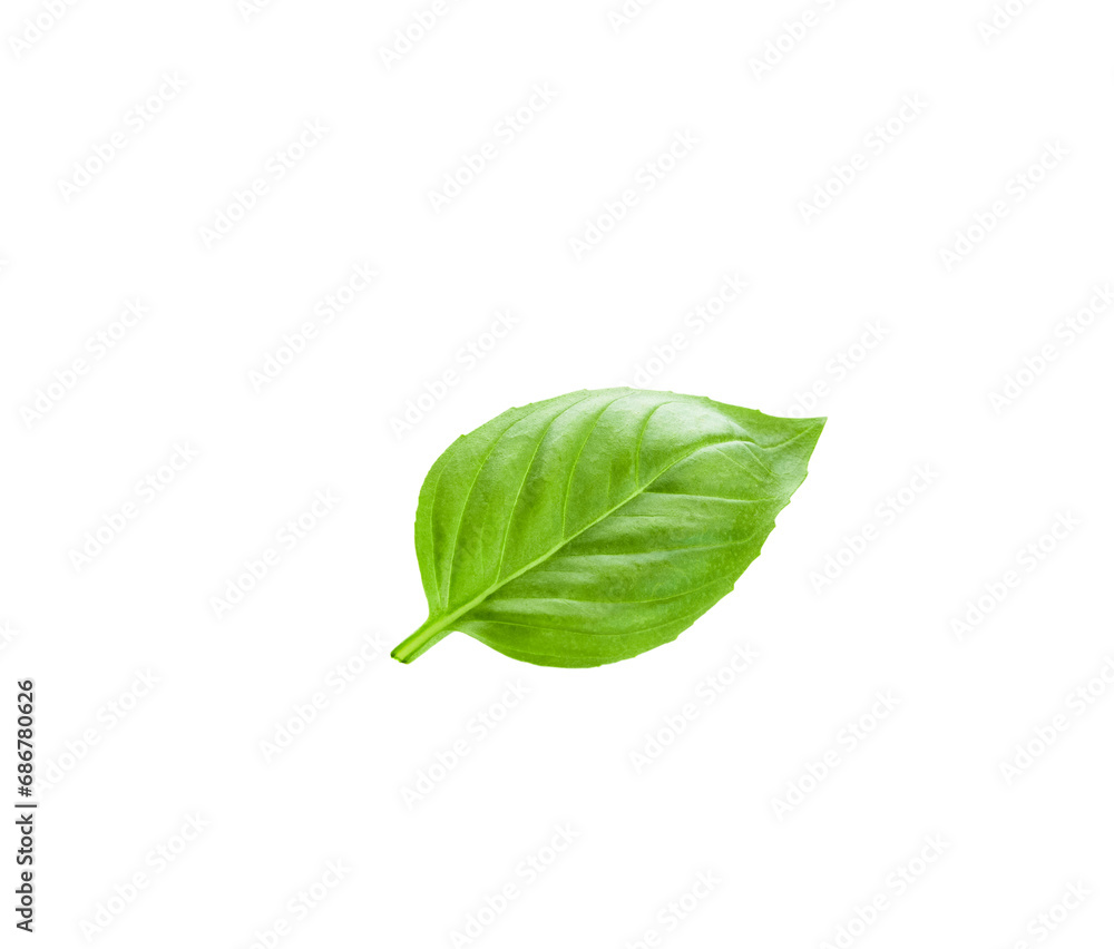 Basil isolated. Basil green fresh leaf flat lay isolated on white background. Few pieces or several slices. High resolution image. Can be used for self-design. Basil isolated. Basil green fresh leaf flat lay isolated on white background. Few pieces or several slices. High resolution image. Can be used for self-design.