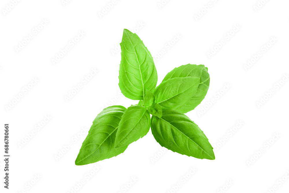 Basil isolated. Basil green fresh leaf flat lay isolated on white background. Few pieces or several slices. High resolution image. Can be used for self-design. Basil isolated. Basil green fresh leaf flat lay isolated on white background. Few pieces or several slices. High resolution image. Can be used for self-design.