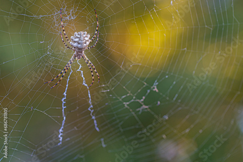 spider Epeire Argiope lobata on the web top 
