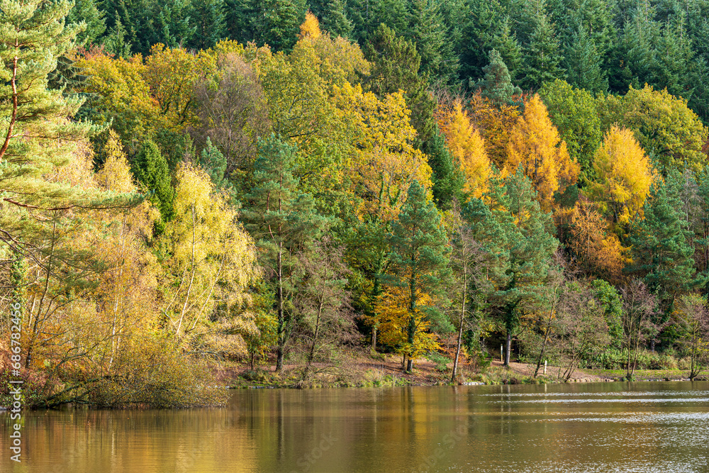 Royal Forest of Dean - Nature in autumn - Mixed woodland at Mallards Pike near Parkend, Gloucestershire, England UK