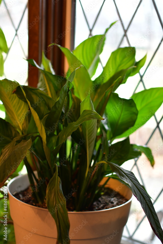 Obraz premium Green Houseplant