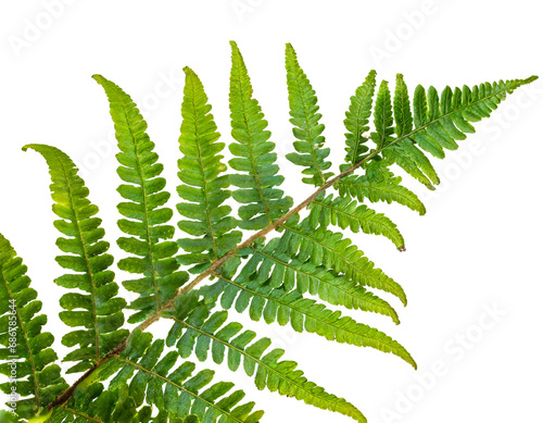 fern isolated on white background, cut out 