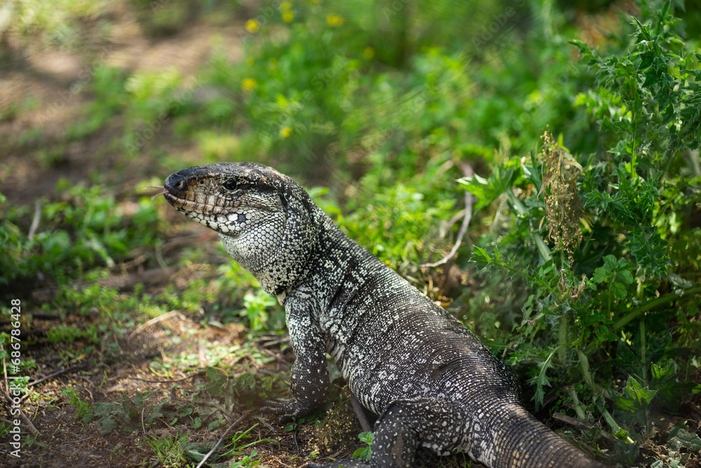 Obraz premium Overo Lizard Walking in Its Natural Habitat