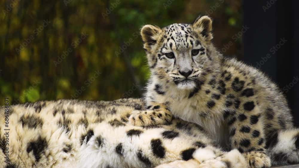 A Baby snow leopard close up A Baby snow leopard close up