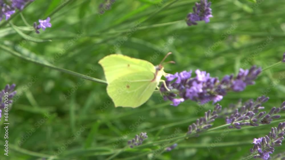 Purple lavender flowers bush and yellow butterfly. Flower in the field. Nature background. Grow a fragrant plant in the garden. Summer flower honey plant closeup. Purple lavender flowers bush and yellow butterfly. Flower in the field. Nature background. Grow a fragrant plant in the garden. Summer flower honey plant closeup.