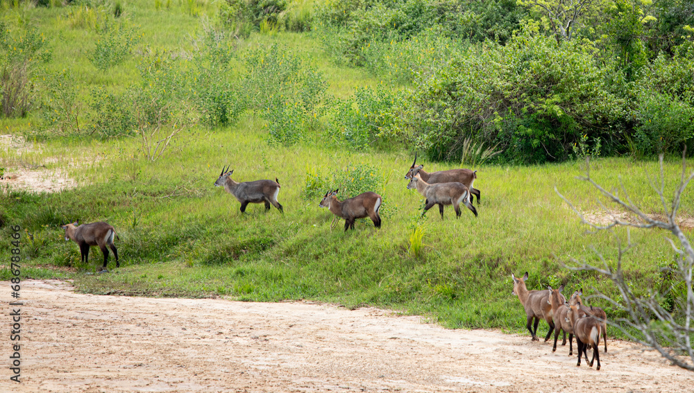 A herd of waterbuck, Kobus ellipsiprymnus, walking along the banks of the Nile River in Uganda. A herd of waterbuck, Kobus ellipsiprymnus, walking along the banks of the Nile River in Uganda.