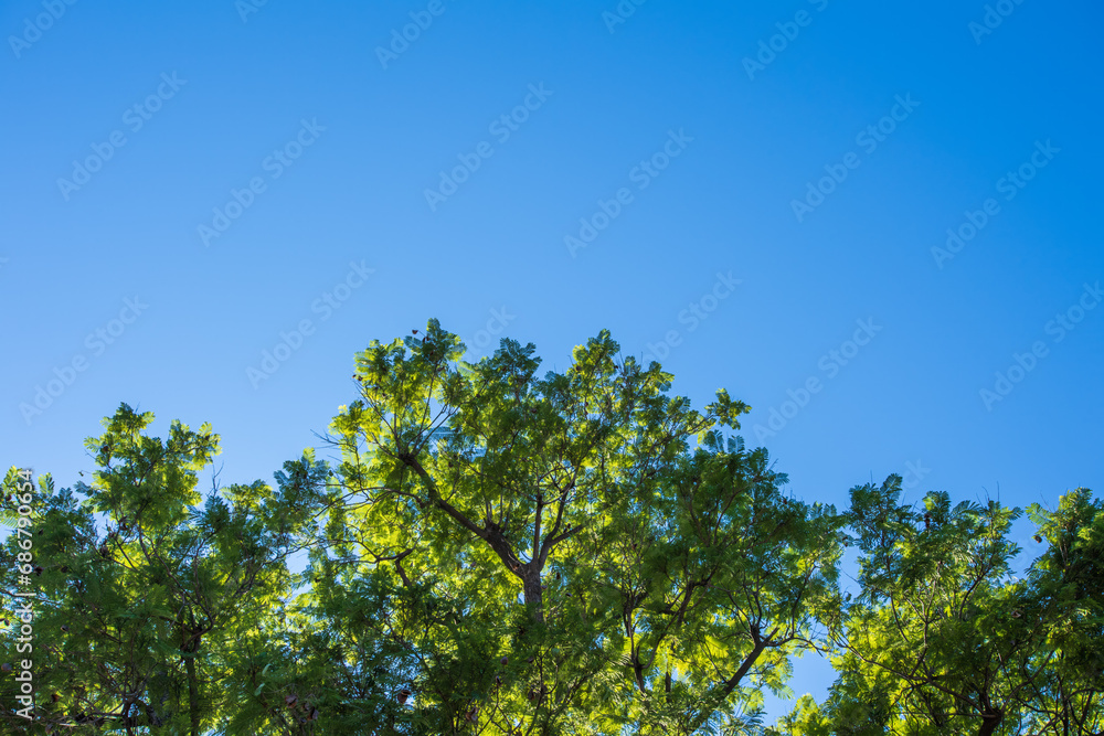 Backlit Jacaranda Tree Crown - Jacaranda mimosifolia Backlit Jacaranda Tree Crown - Jacaranda mimosifolia