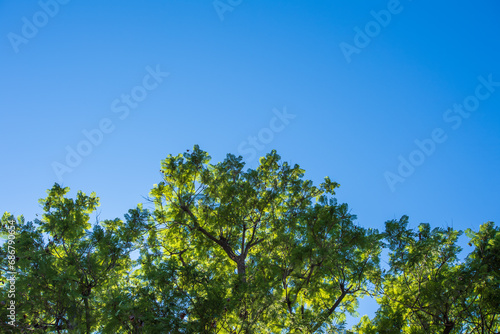 Backlit Jacaranda Tree Crown - Jacaranda mimosifolia