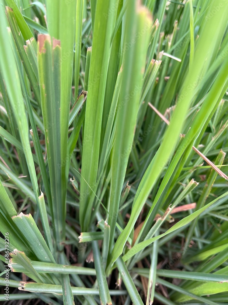 Lemongrass leaves