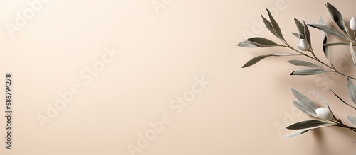 Minimalistic nature concept with copy space Elegant olive tree leaves on neutral soft pastel beige wall Copy space image Place for adding text or design © HN Works