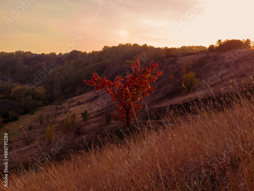 Fotografija Lonely autumn tree on the hill at sunset