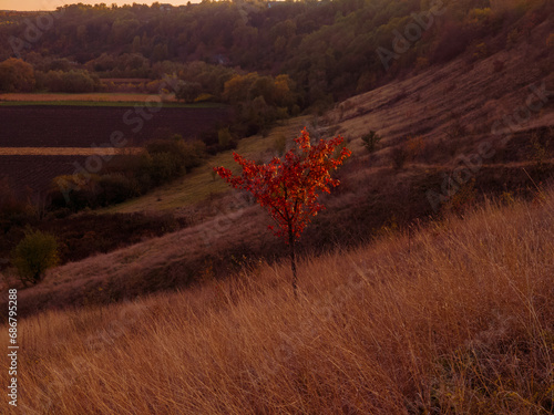 Slika na platnu Lonely autumn tree on the hill at sunset