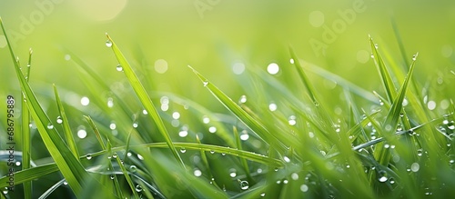 Gorgeous close up photo of fresh green grass dew and nature Copy space image Place for adding text or design