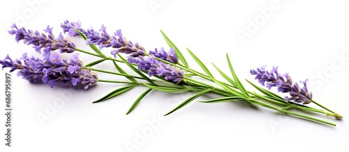 One lavender flower isolated on white background blooming on a twig Alternative herb Copy space image Place for adding text or design