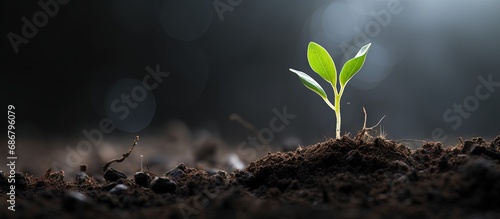 New seedling growing in dark soil with space for text earth day or nature background Copy space image Place for adding text or design photo