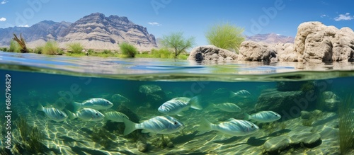 Pupfish inhabit Ash Meadows National Wildlife Refuge a Mojave Desert oasis near Pahrump Nevada Copy space image Place for adding text or design