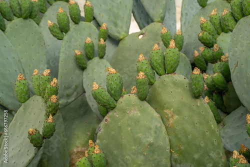 A Prickly Pear Cactus  with Young Fruit Topped with Dry Petals
