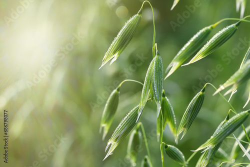 Fototapeta Naklejka Na Ścianę i Meble -  Young green oats on the field in the morning dew. A field of young green oats. The concept of a good harvest, agriculture. Food crisis.