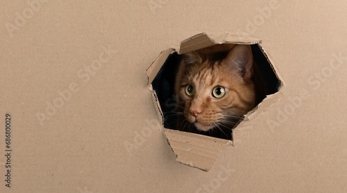 Fotografija Funny red cat looking curious out of a hole in a cardboard box
