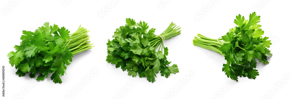 set of bunch of fresh green juicy parsley isolated on transparent background with soft translucent shadow set of bunch of fresh green juicy parsley isolated on transparent background with soft translucent shadow