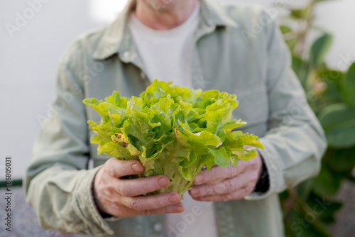 Close-up of senior man holding lettuce