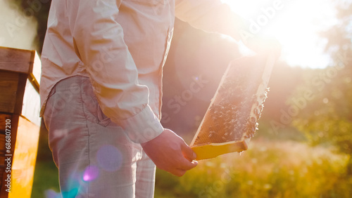 Blurred nature background. beekeeper takes care of hives, watches bees work on frame while making honey. Professional beekeeper holds honey frame with bees in hands. Apiary, small business, hobby.