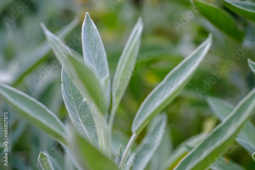 Close up of sage leaves in the garden on a sunny day.