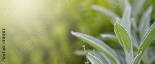 Close up of green leaves sage plant on blurred background with bokeh effect photo