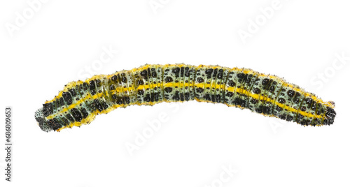 Large or cabbage white butterfly caterpillar, isolated on white, clipping, top view