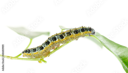 Large or cabbage white butterfly caterpillar, isolated on white, clipping photo