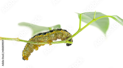 Large or cabbage white butterfly caterpillar, isolated on white, clipping photo