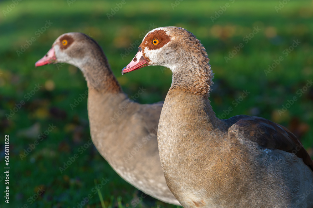 Portrait in profile of an adult male Egyptian goose (Alopochen aegyptiaca) with a female in the background Portrait in profile of an adult male Egyptian goose (Alopochen aegyptiaca) with a female in the background