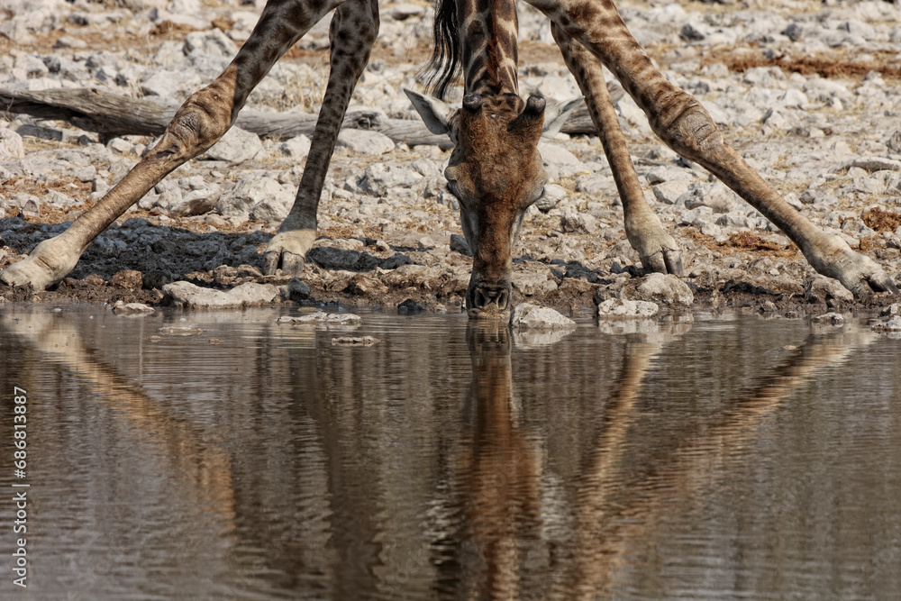 Namibia, Etosha National Park, giraffe drinking at a water hole