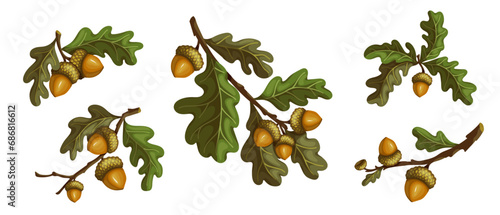 Set of autumn oak branches with acorns and foliage. Cartoon vector graphics.	
