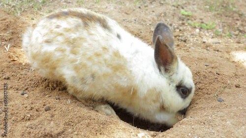 Close-up view of a white rabbit digging in the ground to make a burrow and nest for raising young. Small mammals. Pets