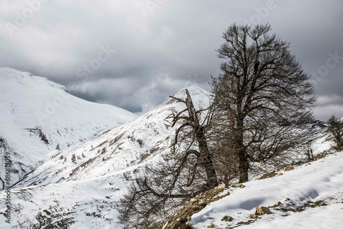 Snow and tree © bergjournalisten
