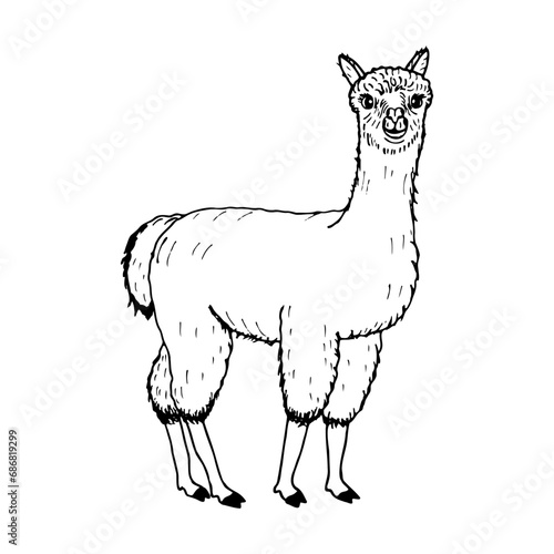 Alpaca. Vector stock illustration eps10. Isolate on a white background, out line.
