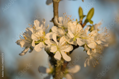 Group of white cherry blossoms on a branch on a warm spring evening in Potzbach, Germany. © Kari