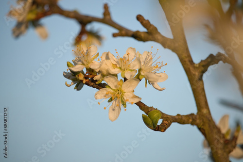 Group of white cherry blossoms on the end of a tree branch against a blue sky on a warm spring evening in Potzbach, Germany.
