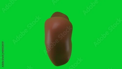 3D model of the human liver rotates on a green chromakey background for insertion photo