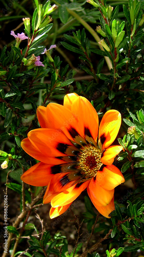 Fototapeta premium Flor anaranjada
