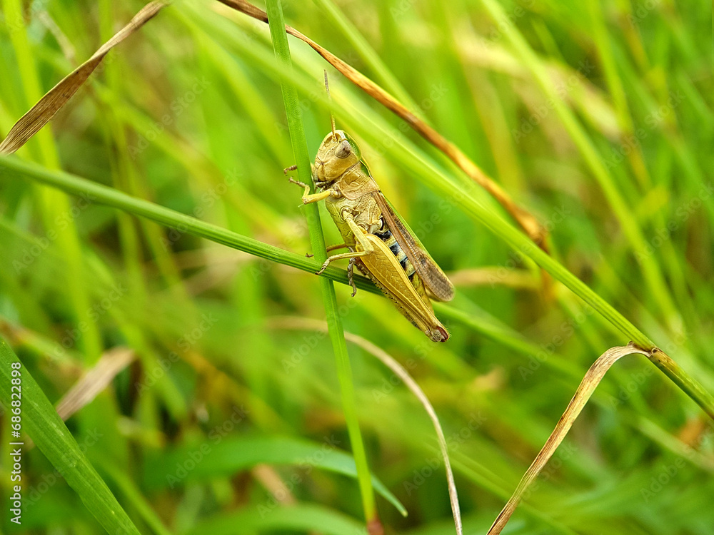 grasshopper on the grass grasshopper on the grass