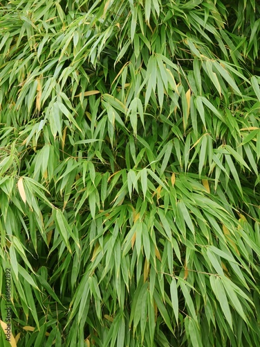 Bamboo plant in close-up. Fargesia. Bamboo background.