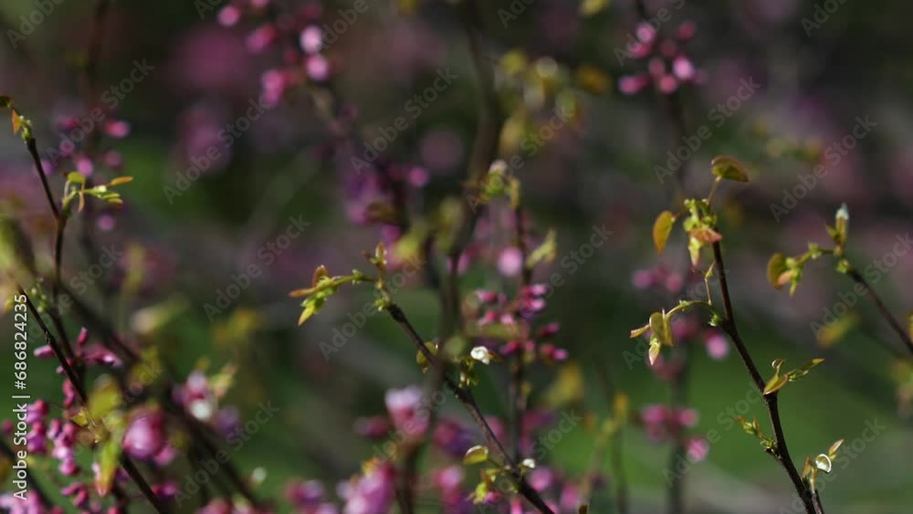 The video portrays the magnificent blossoming of the Judas tree (Cercis siliquastrum). Its branches adorned with clusters of vibrant pink or purple flowers. Legumes - Fabaceae. The video portrays the magnificent blossoming of the Judas tree (Cercis siliquastrum). Its branches adorned with clusters of vibrant pink or purple flowers. Legumes - Fabaceae.